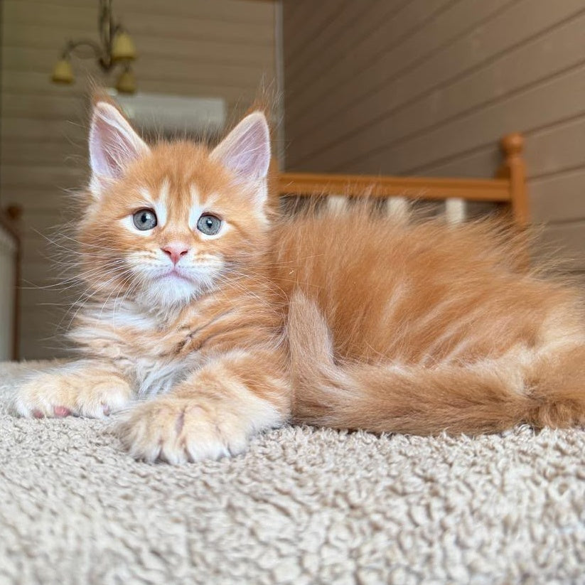 Bazilio Maine Coon polydactyl 6x6x6x6 male, red tabby with white