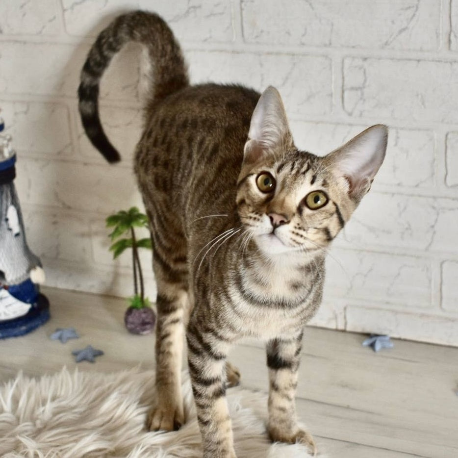 Loki Savannah male, brown spotted tabby