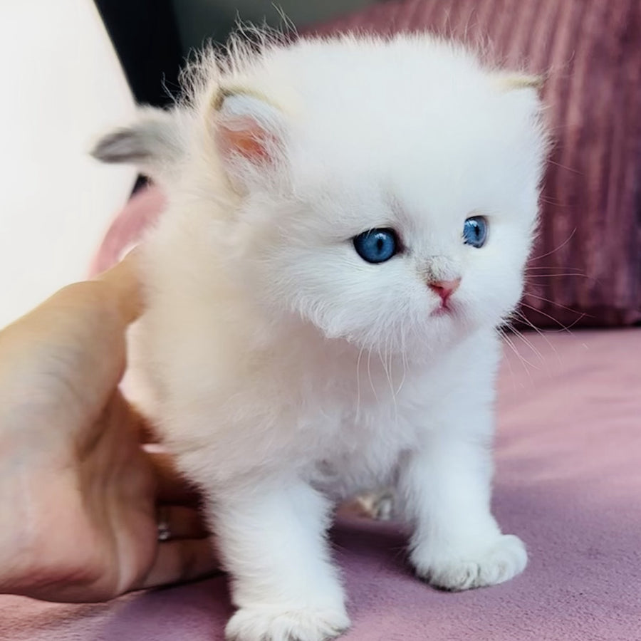 Imperial Leo British Longhair male, blue golden chinchilla pointed