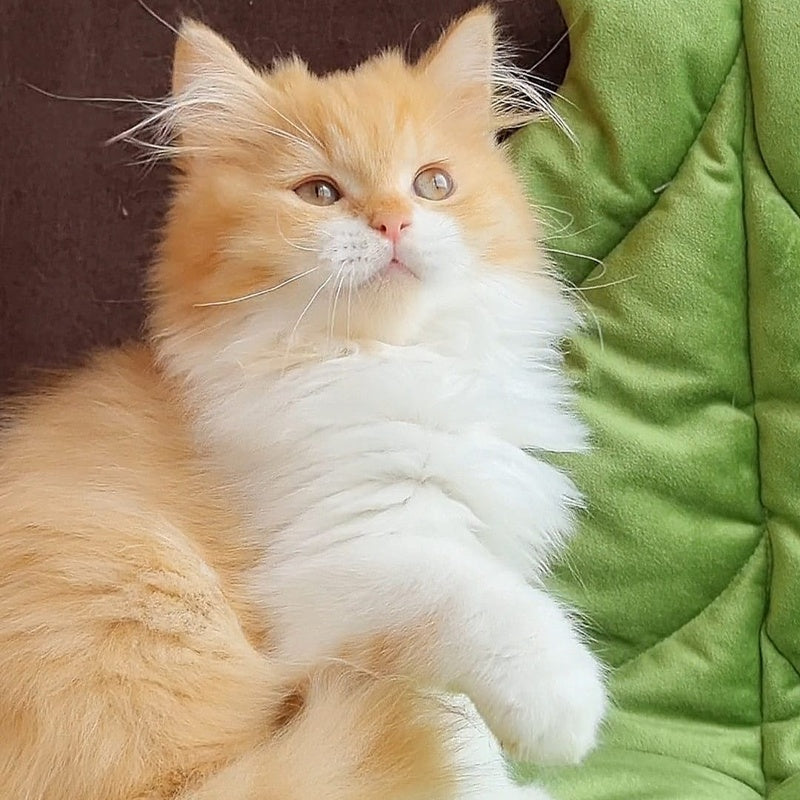 Emerson British Longhair male, red bicolour