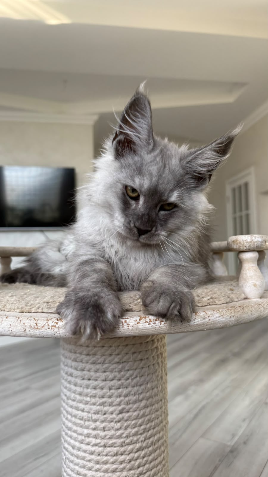 Pirat Maine Coon male, black silver