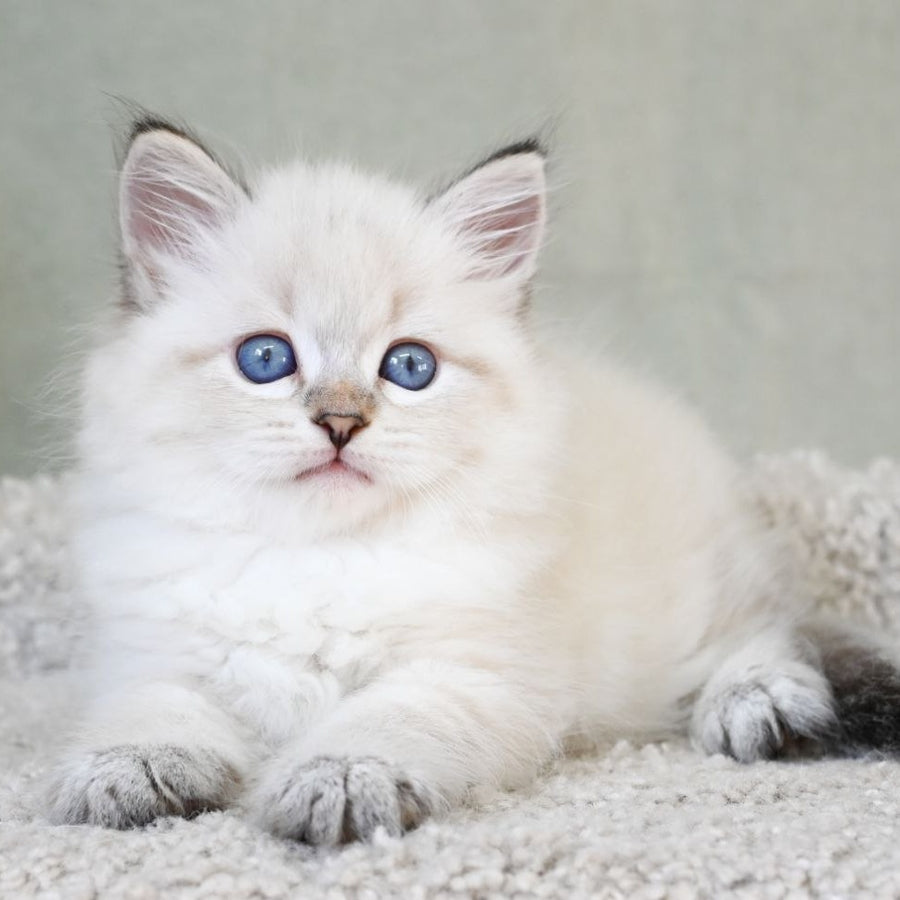 Karat Siberian male, black tabby pointed