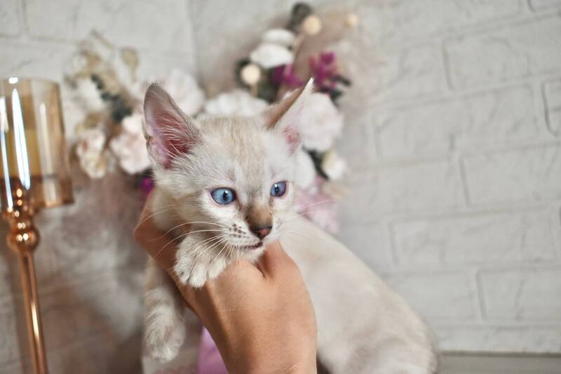 Sneja Bengal female black spotted tabby pointed - live animals