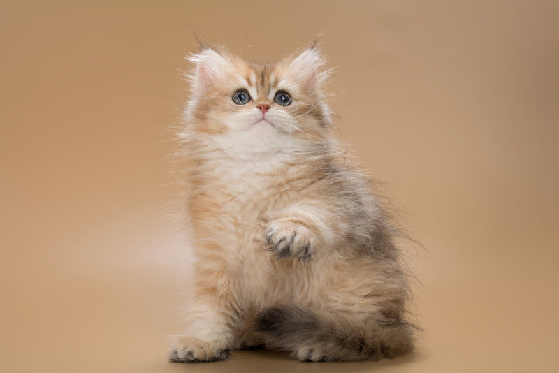 Emerald British Longhair male, black golden shaded