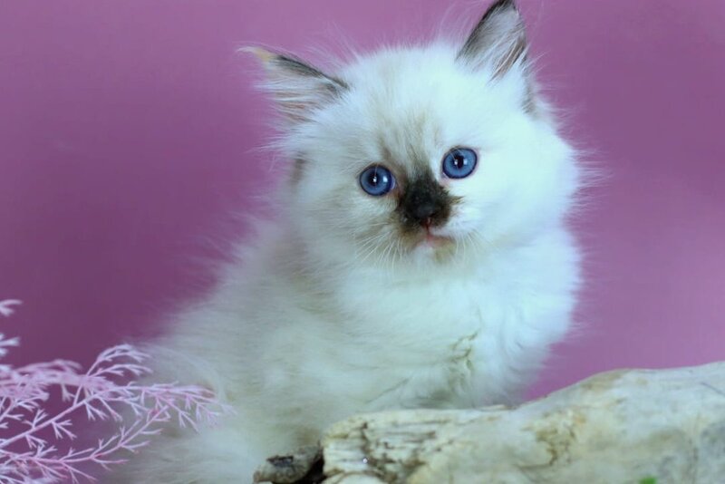 Elli Siberian female black tortie with white pointed - live animals