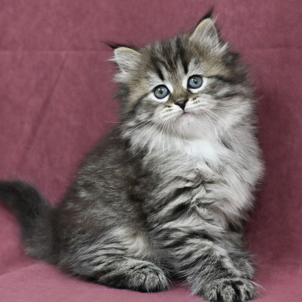 Margo Siberian female, black spotted tabby
