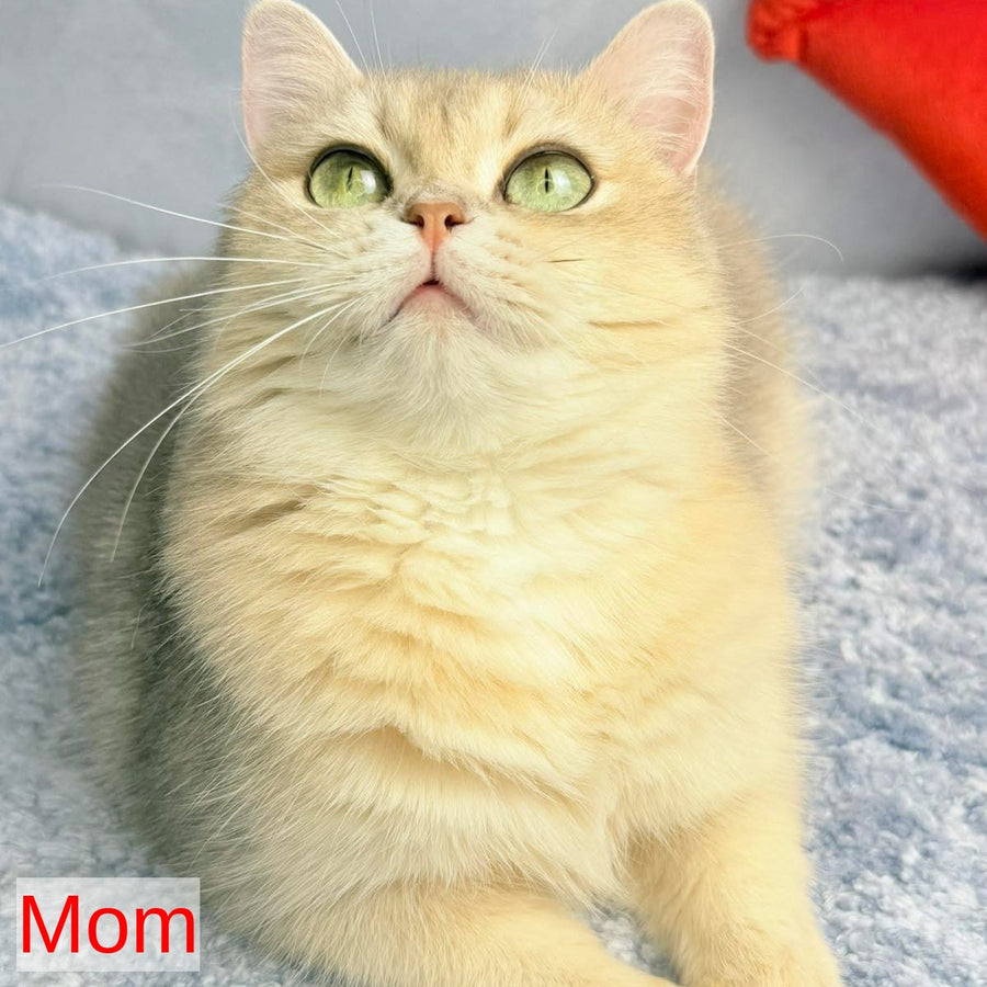 Elza Scottish Straight female, blue golden chinchilla