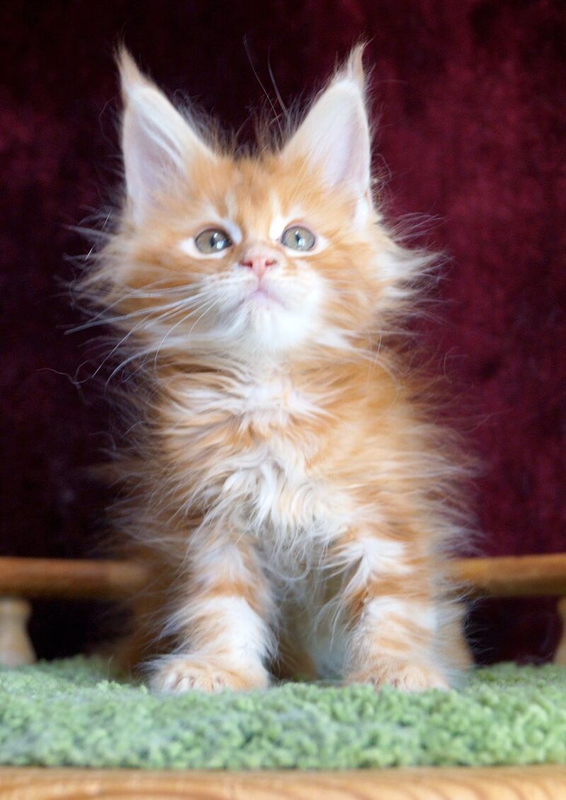 Orlenok Maine Coon male red silver tabby - live animals