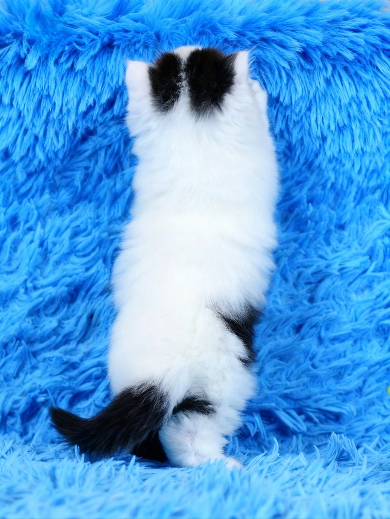 Eddi Scottish Straight male black tabby harlequin live animals