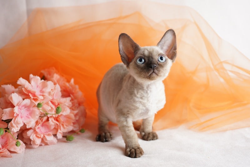Naila Devon Rex female chocolate pointed - live animals