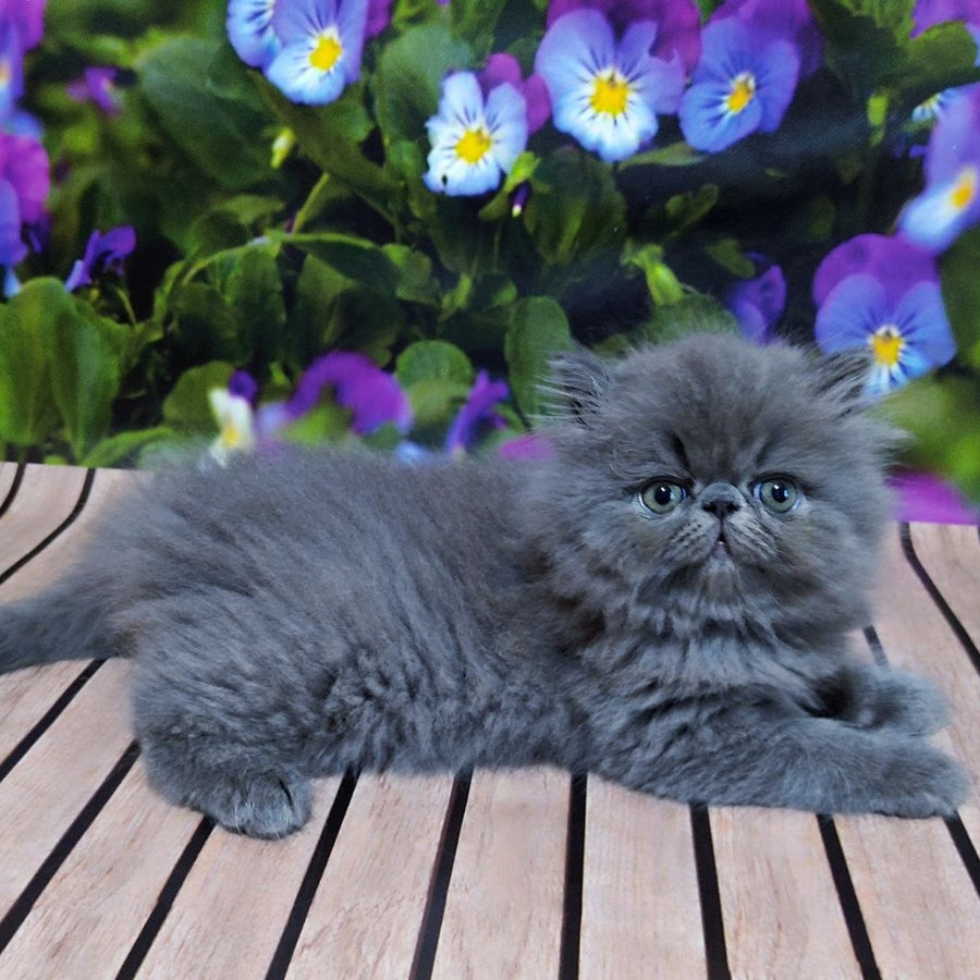 Sensey Persian male, blue