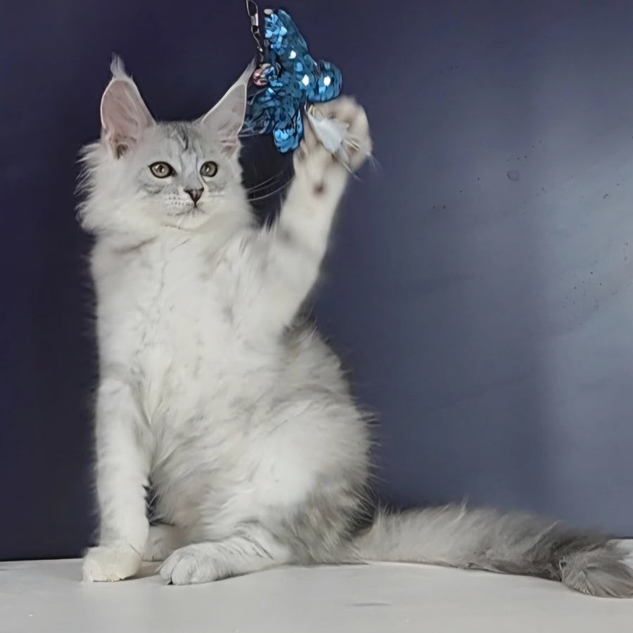 Oscar Maine Coon male, black silver tabby