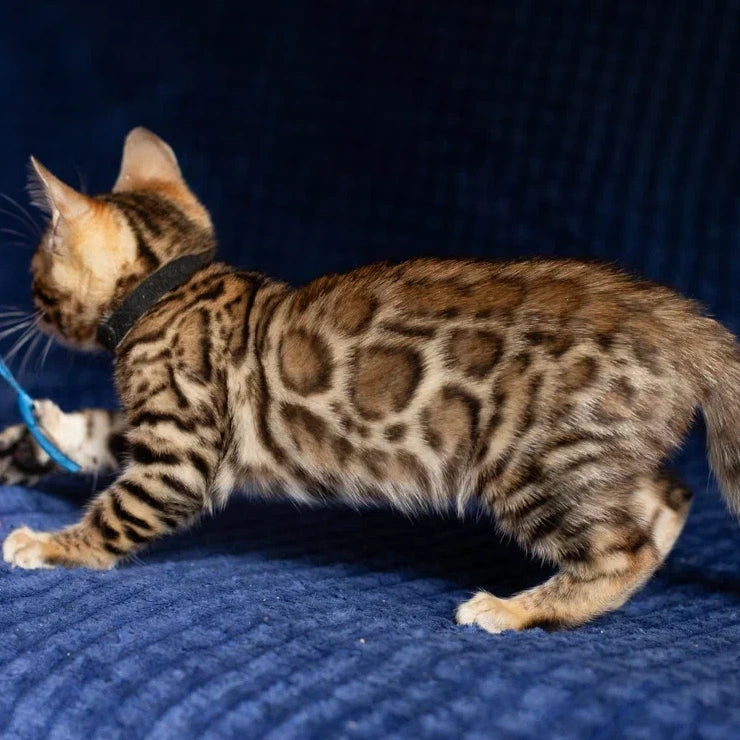 Willli Bengal male, black spotted tabby
