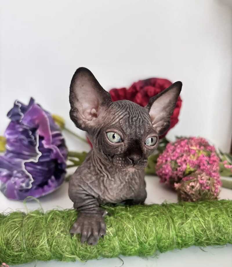 Bali Bambino male black - live animals