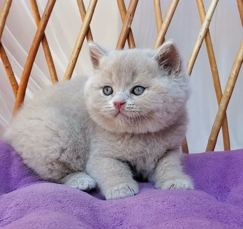 Yasmine British Shorthair female, fawn