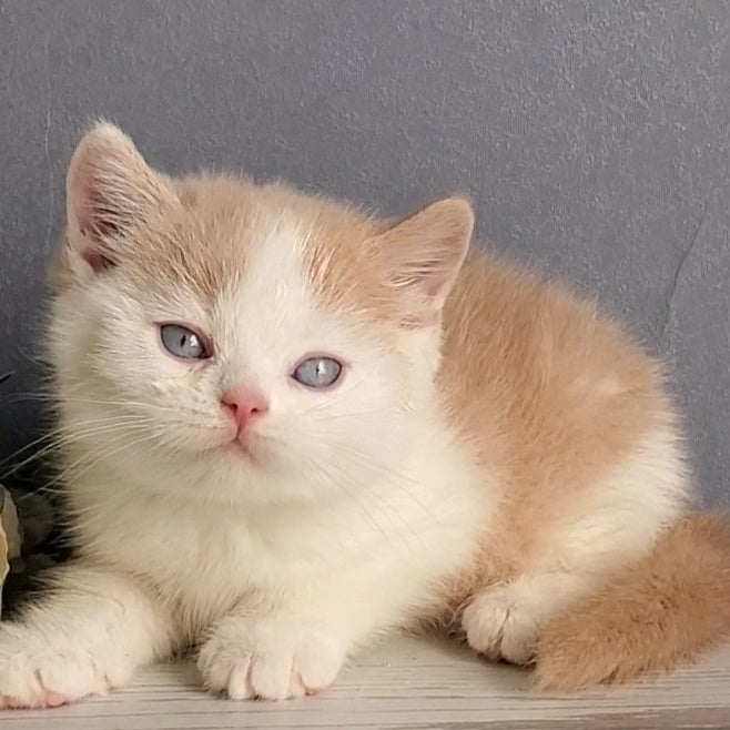 Duke British Shorthair male, cream bicolour