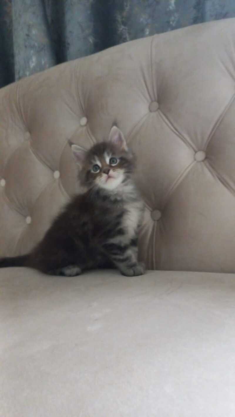 Nike Maine Coon male, black tabby