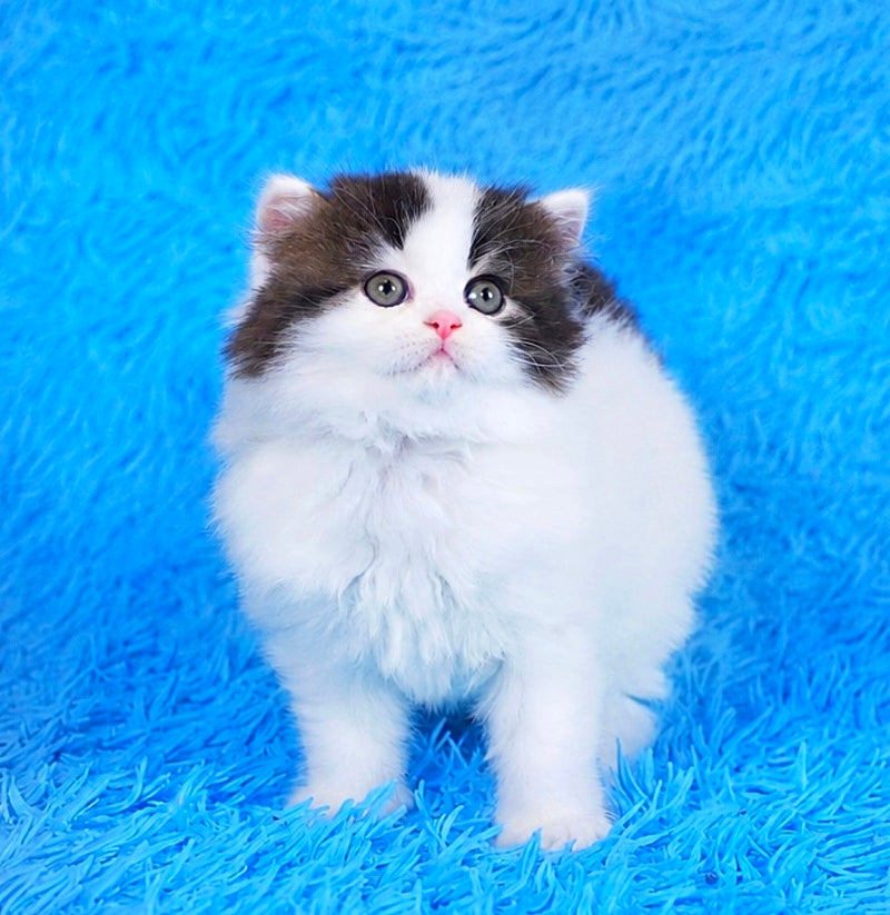 Favorite Scottish Straight male black van tabby - live animals