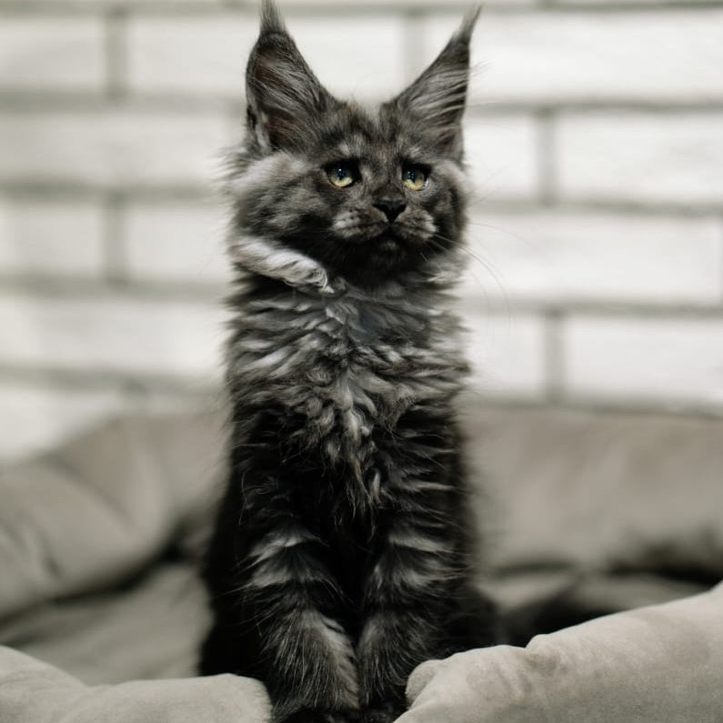 Beatrice Maine Coon female, black silver