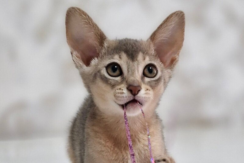 Isida Abyssinian female cinnamon - live animals