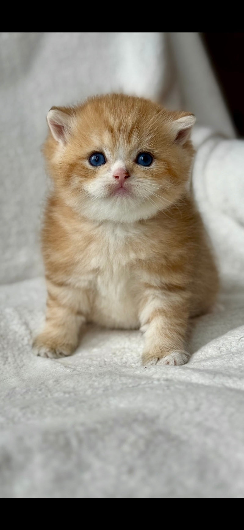 Xenon British Shorthair male black golden spotted tabby - live animals