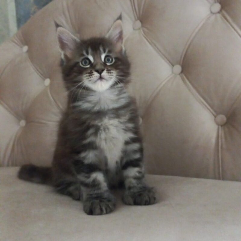 Mystic Maine Coon polydactyl 6x6x6x6 male, black tabby