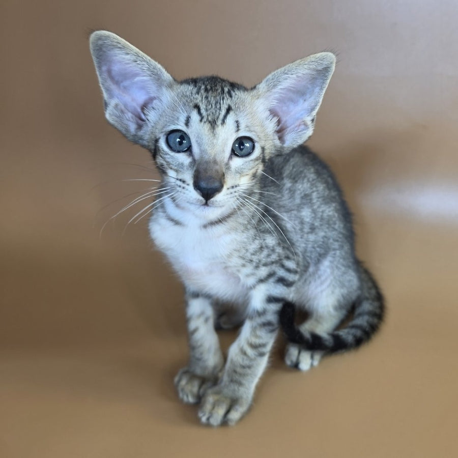 Yorick Oriental Shorthair male, black spotted tabby