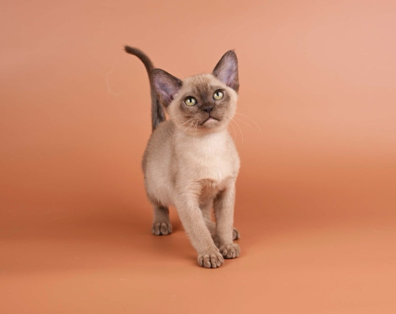 Zair Burmese male chocolate - live animals
