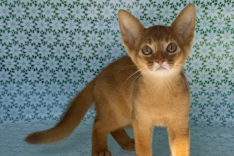 Baks Abyssinian male sorrel - live animals