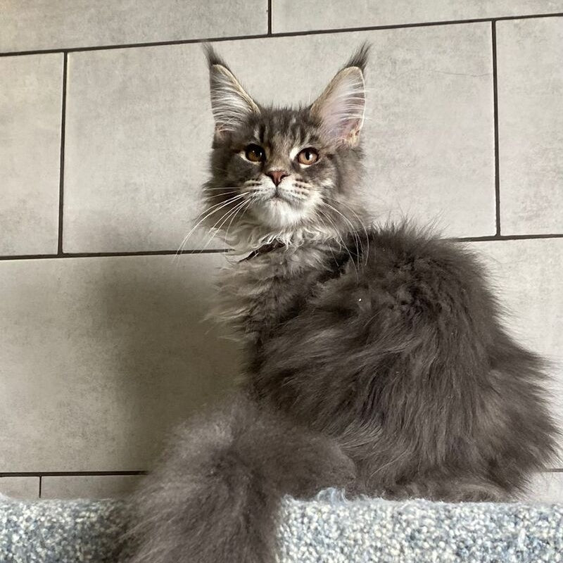 Tolyatti Maine Coon male, blue silver tabby
