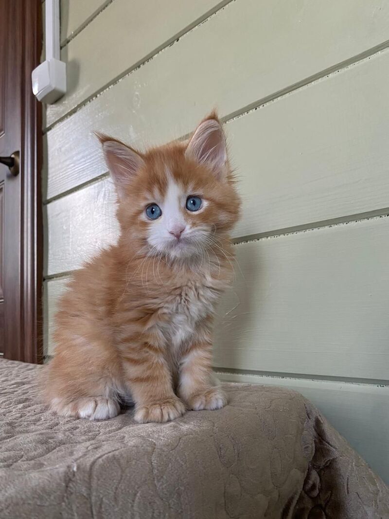 Tutti Frutti Maine Coon male red tabby with white - live animals