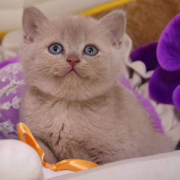 Cake British Shorthair male, fawn