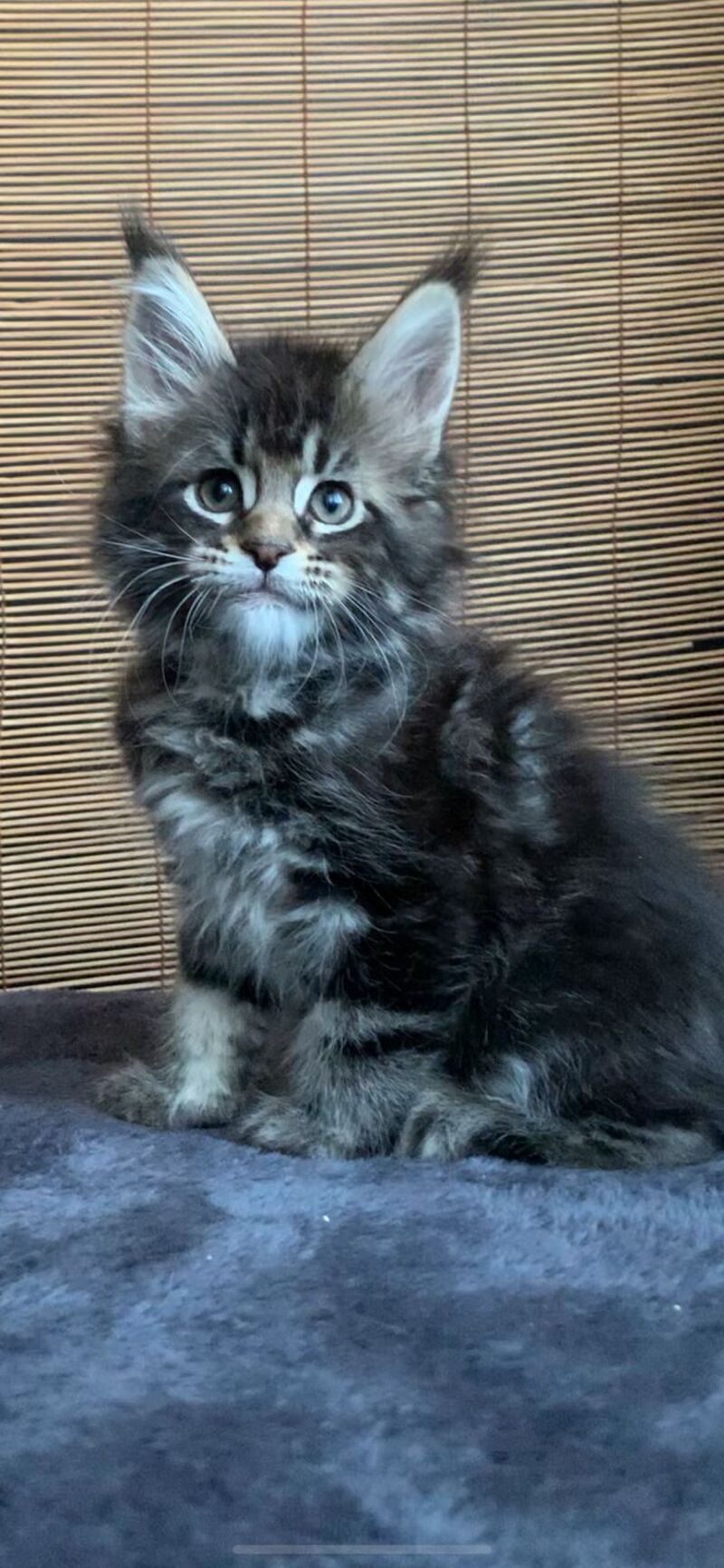 Lorelei Maine Coon female black tabby live animals