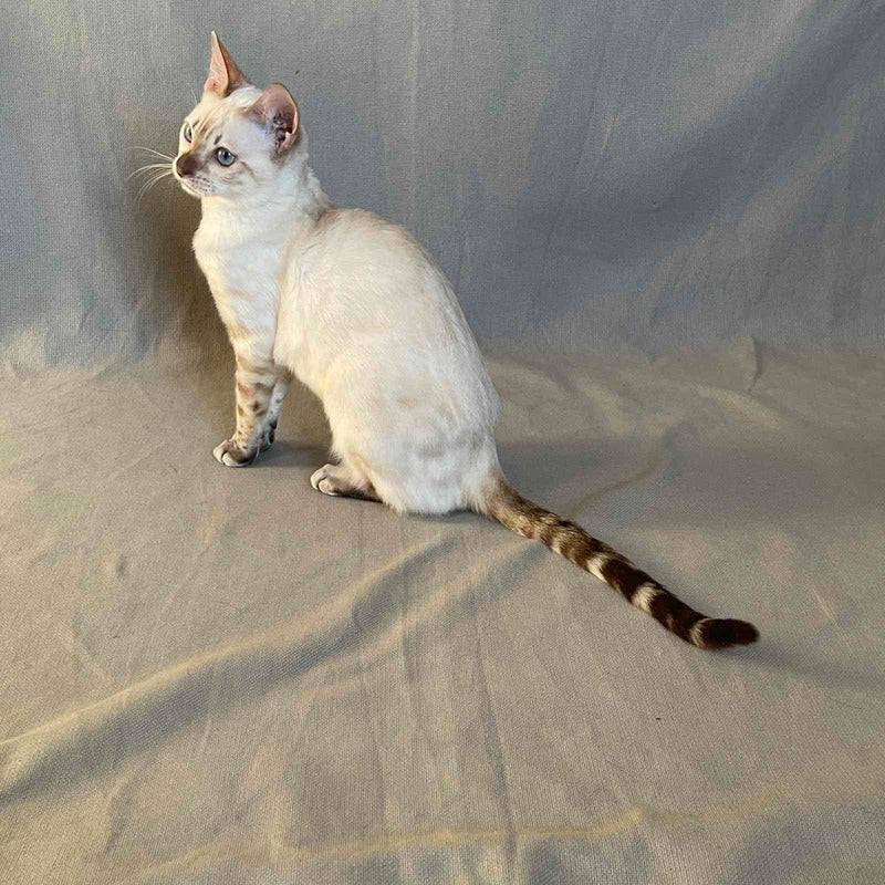 Jelly Bengal female, black spotted tabby pointed