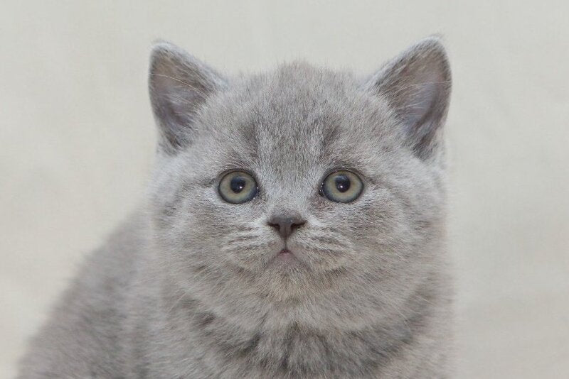 Olaf British Shorthair male, blue