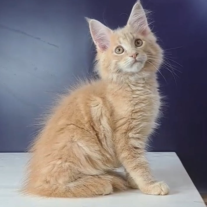 Nemo Maine Coon male, red tabby