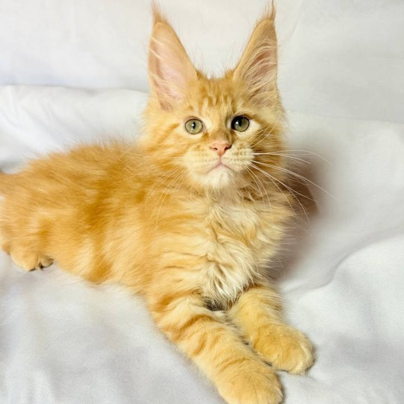 Luthor Maine Coon male, red tabby