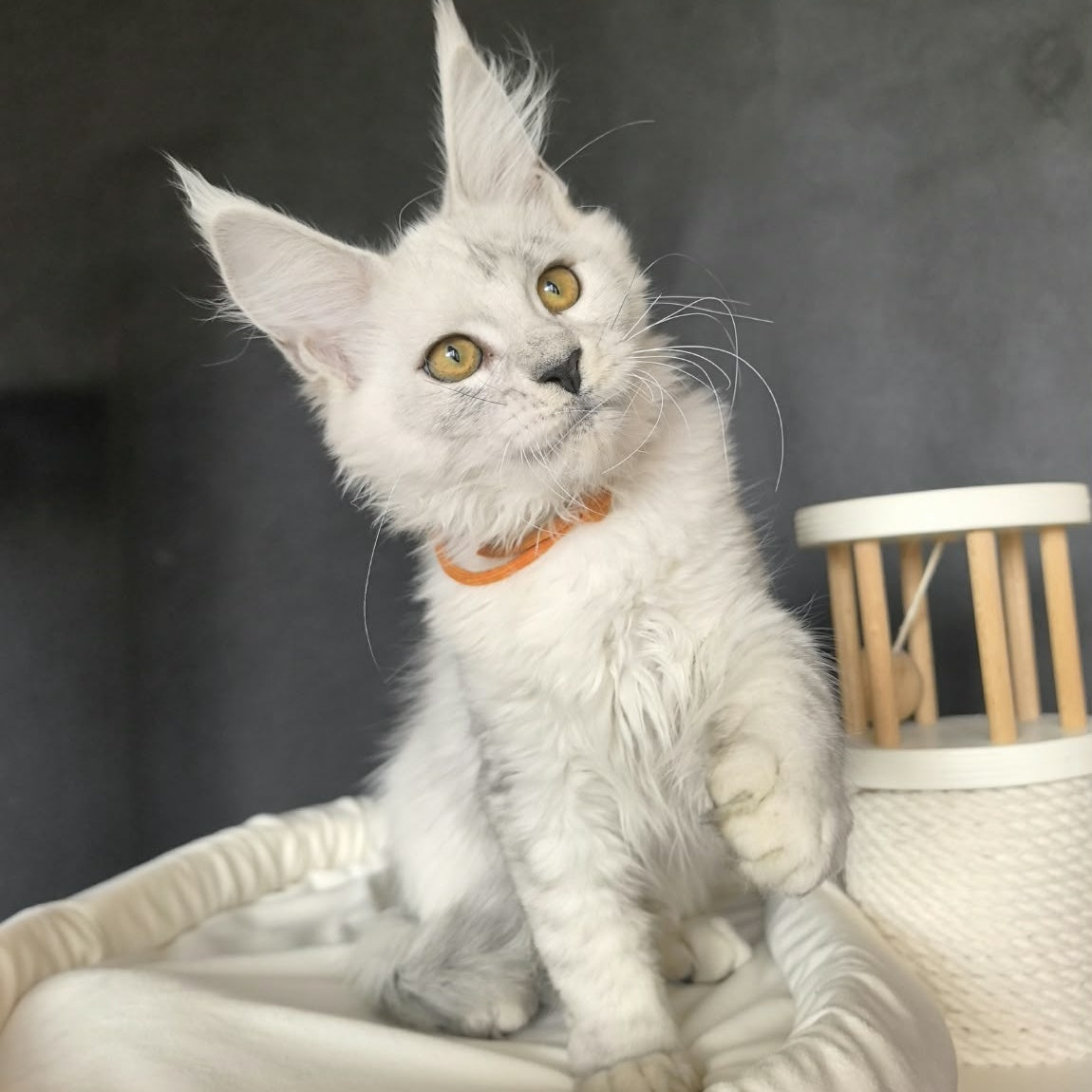 Williana Maine Coon female, black silver tabby