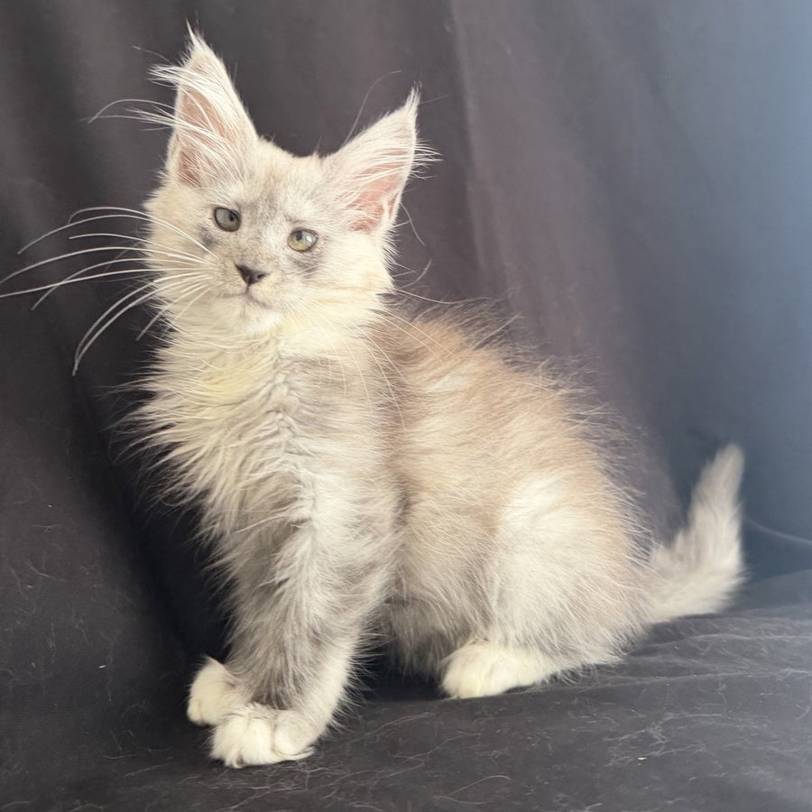 Afina Maine Coon female, black silver mitted