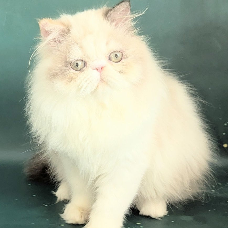 Nelli Persian female, blue tortie pointed bicolour