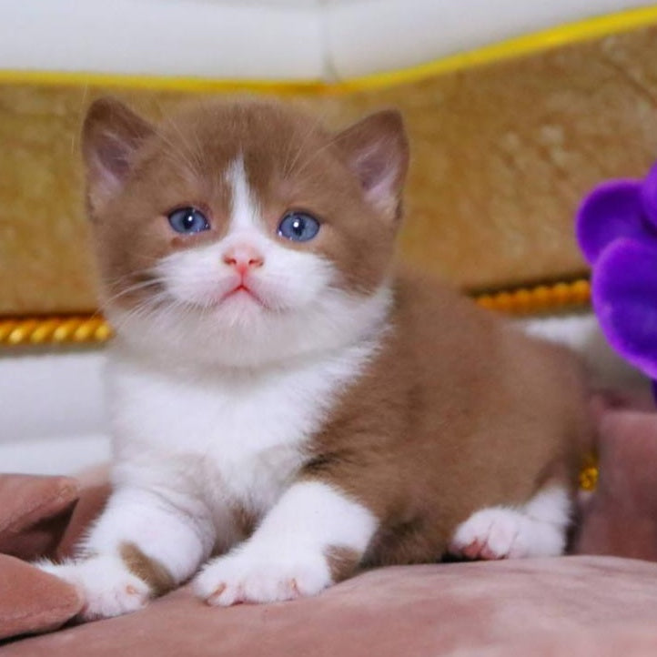 CapCake British Shorthair male, black bicolour