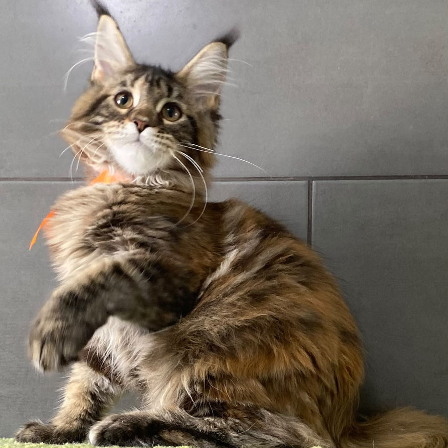 Eight Maine Coon female, black tortie tabby