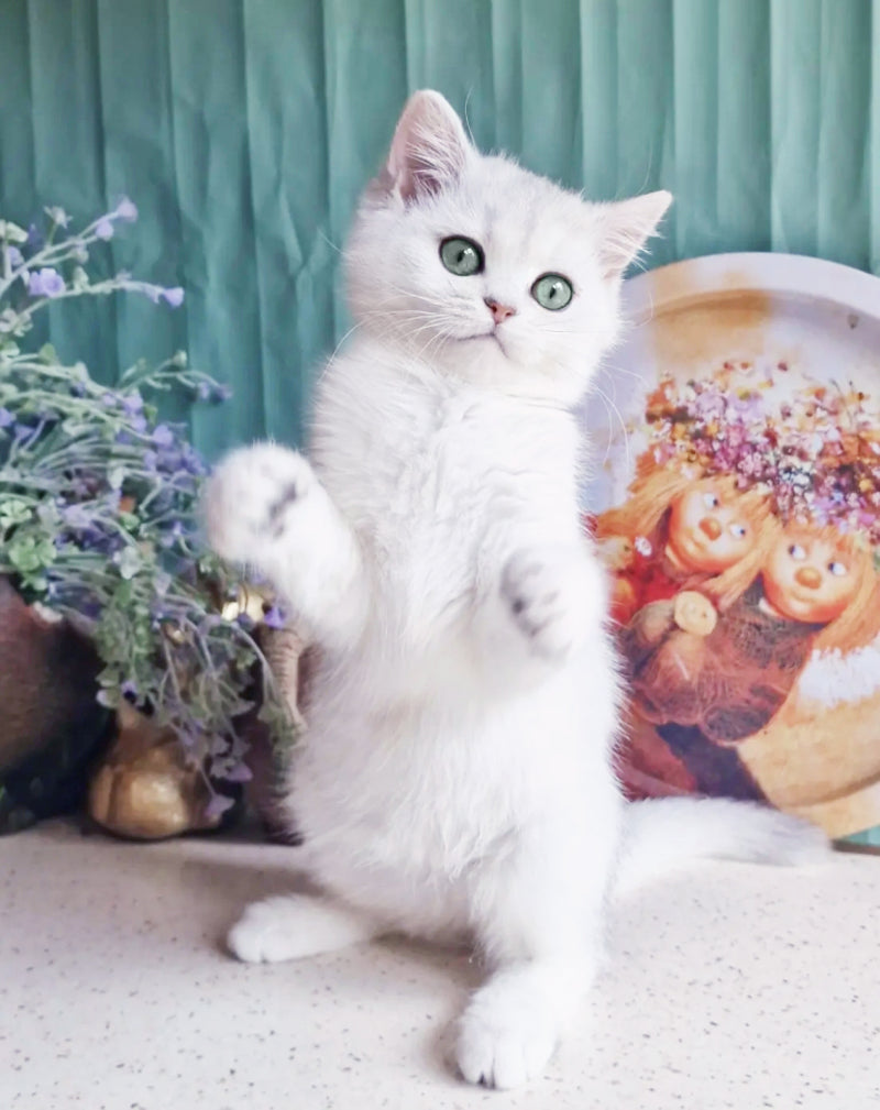 Arisha British Shorthair female, black silver shaded