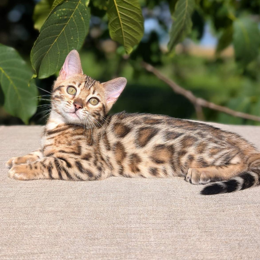 Zuri Bengal female, black spotted tabby