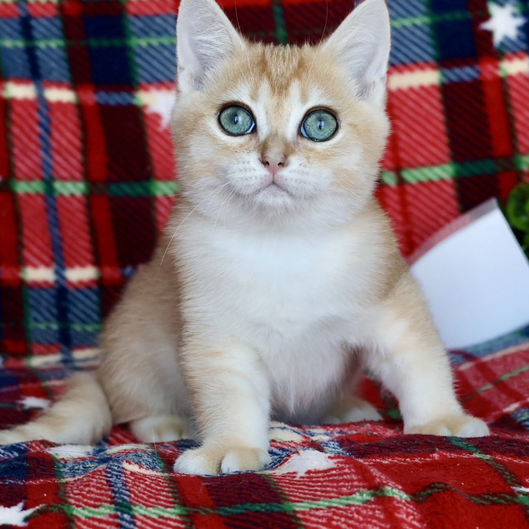 Zherom British Shorthair male, black golden chinchilla