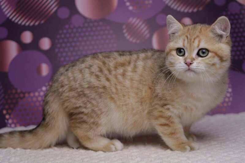 Batman British Shorthair male, black golden spotted tabby