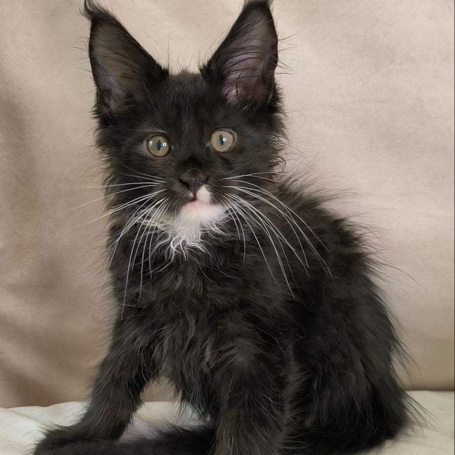 Nandi Maine Coon male, black with white