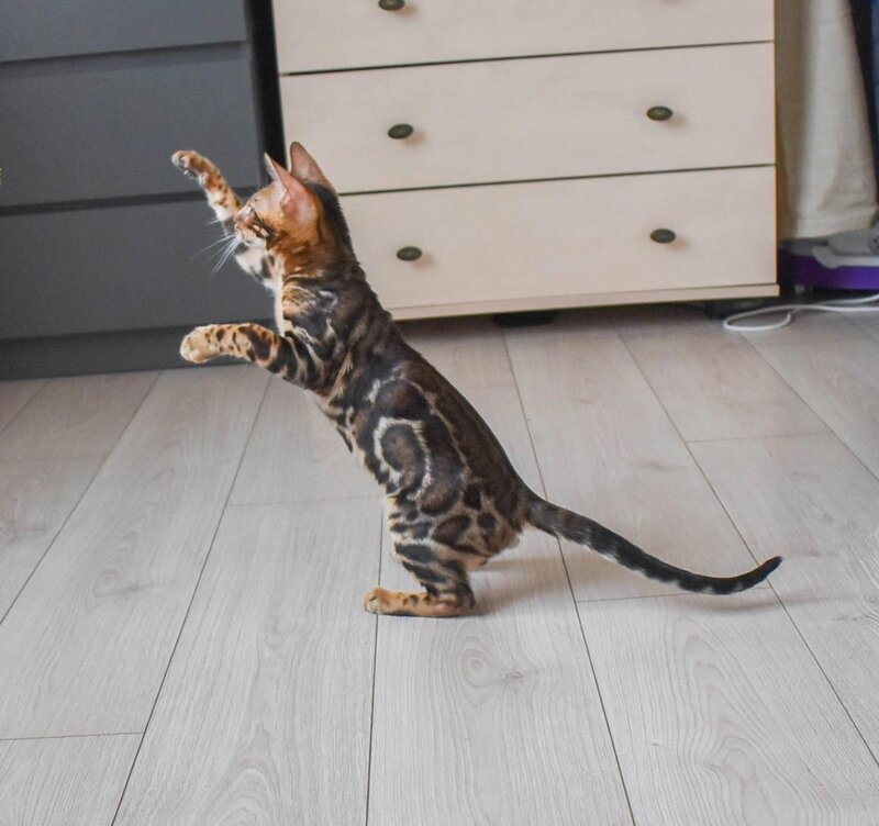Wolt Bengal male black spotted tabby - live animals