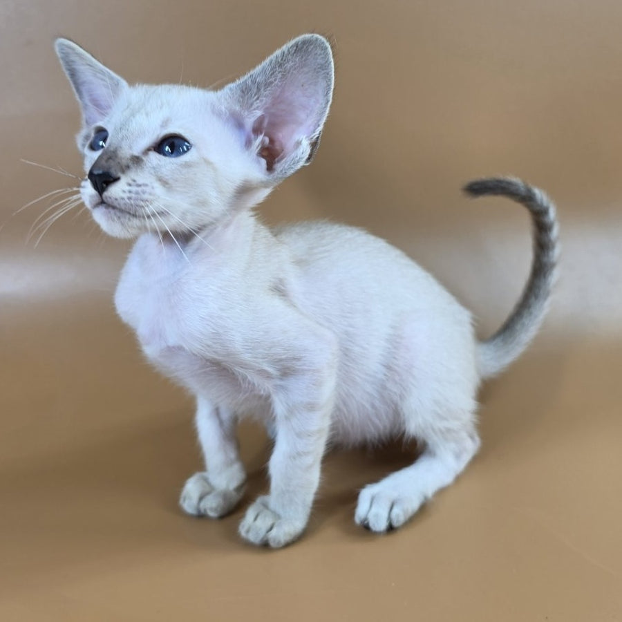 Yasmin Siamese female, black spotted tabby