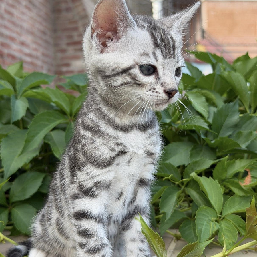 Cartier Bengal male, black silver spotted tabby